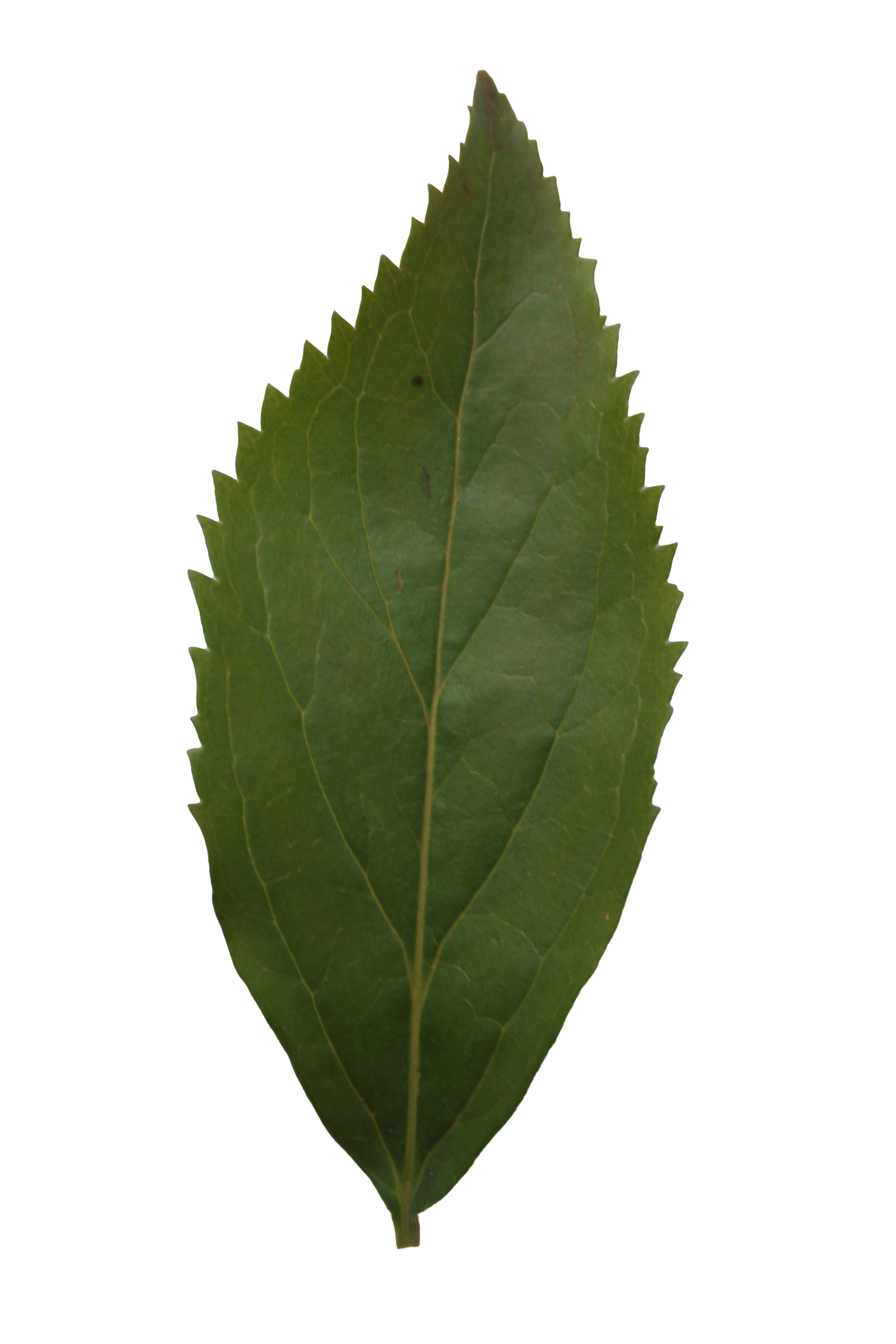 Leaf Texture Cut Out PNG  HD Free Download