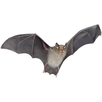 Bat Boxes Roost Hibernation Bat Houses The Nestbox HD Free Download