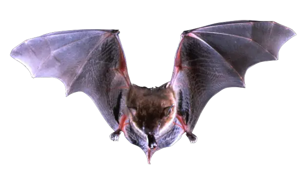 Bat PNG Kasirun Hasibuan Deviantart  HD Free Download