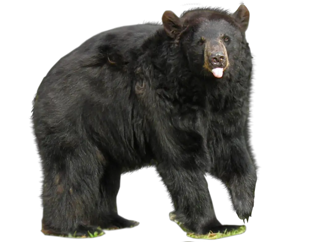 Real Bear Animal With Transparent Background By Kasirun Hasibuan  HD Free Download