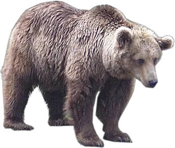 Bear Tux Paint Stamp Browser Animals  HD Free Download
