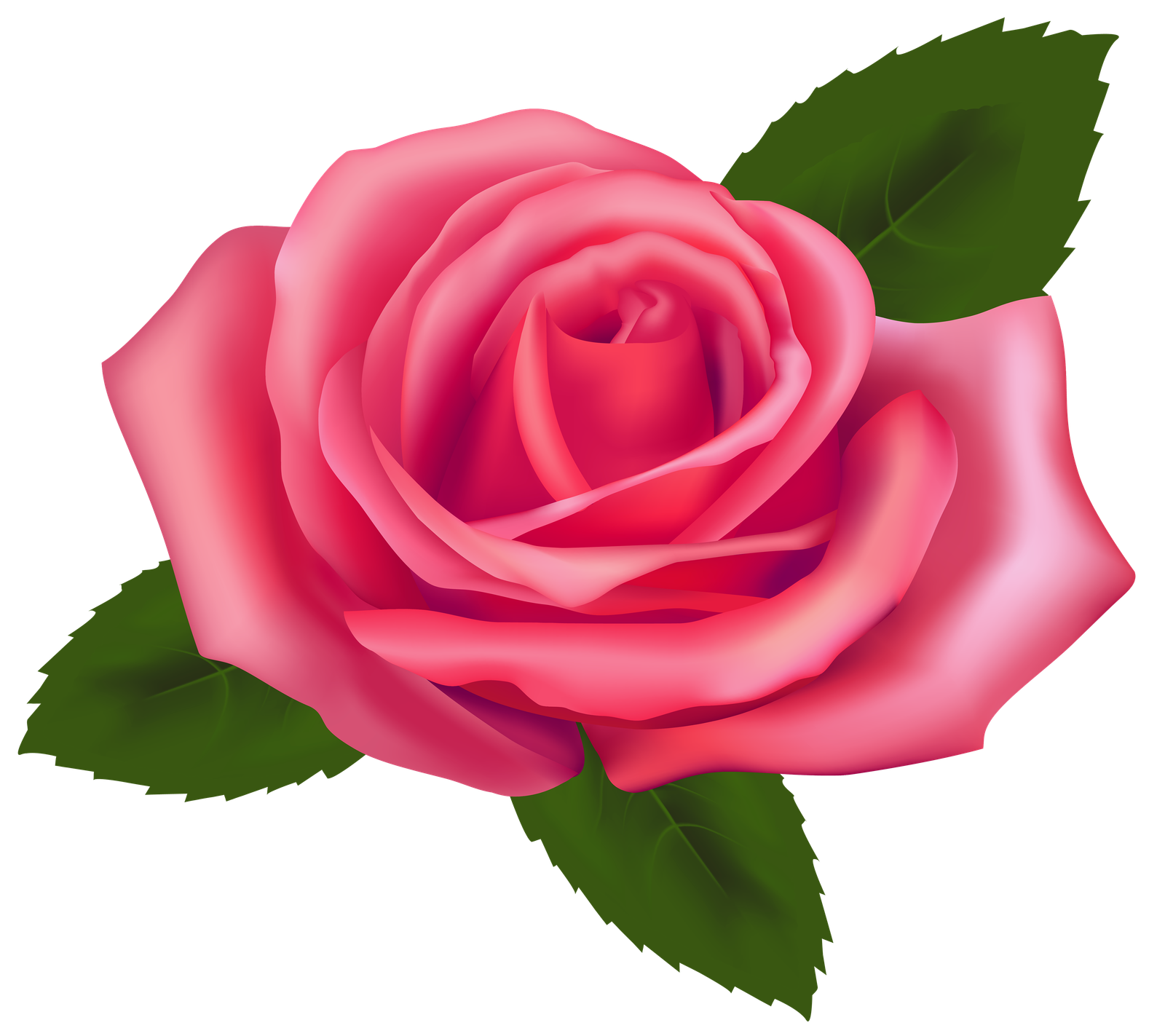 Beautiful Pink Rose Clipart Best  HD Free Download