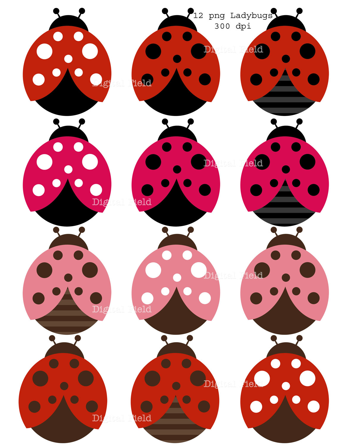 Black And White Ladybug Clipart Clip  HD Free Download