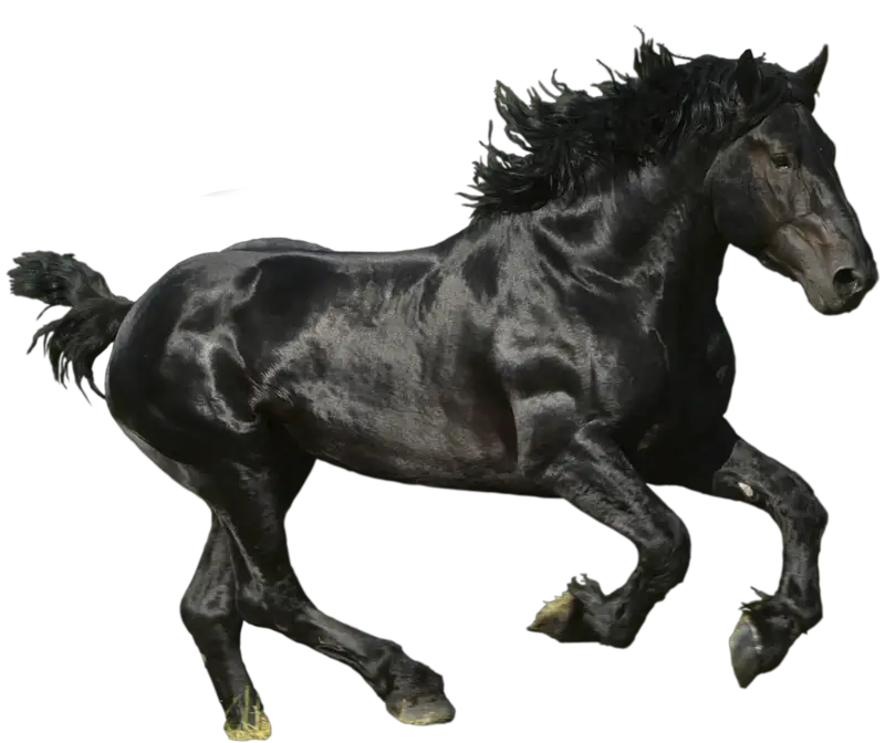 Black Horse PNG Design Deviantart HD Free Download