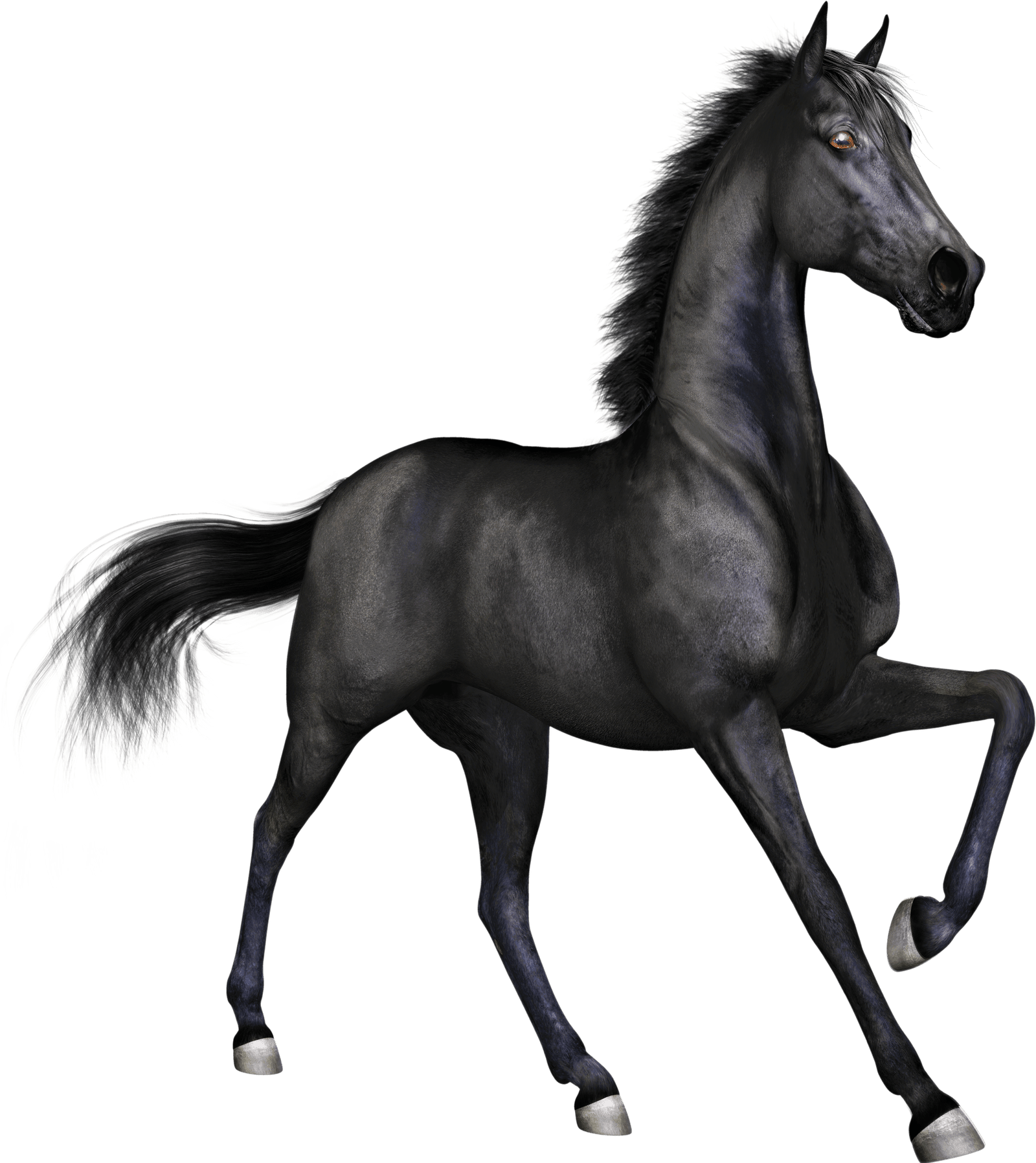 Black Race Horse Transparent PNG  HD Free Download