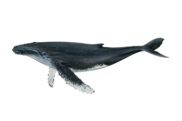 Blue Whale Noaa Fisheries HD Free Download