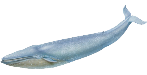 Blue Whale Transparent Background  HD Free Download