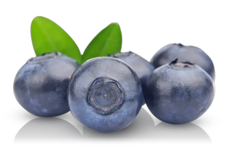 Blueberries Home Ackio HD Free Download
