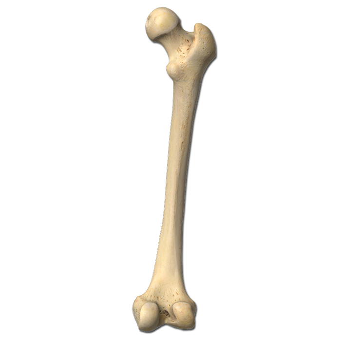 Bone Femur Labeling Quiz  HD Free Download