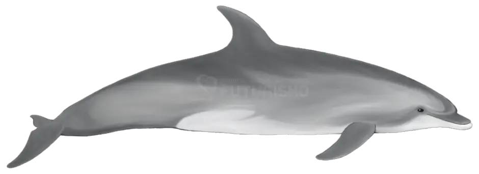 Bottlenose Dolphin Futurismo  HD Free Download