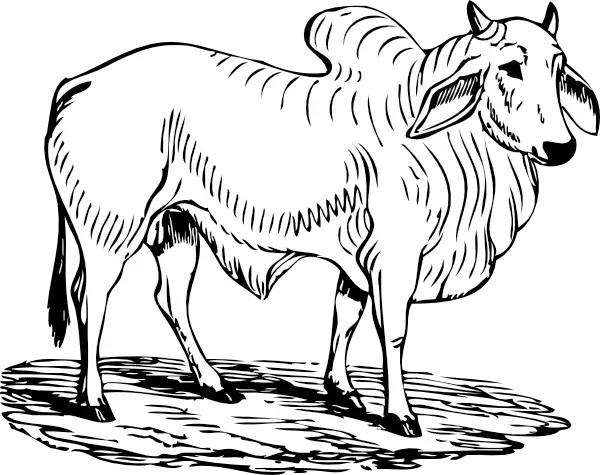 Brahma Bull Clipart  HD Free Download