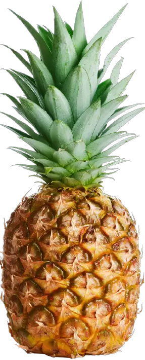 Bristol Why The Pineapple HD Free Download