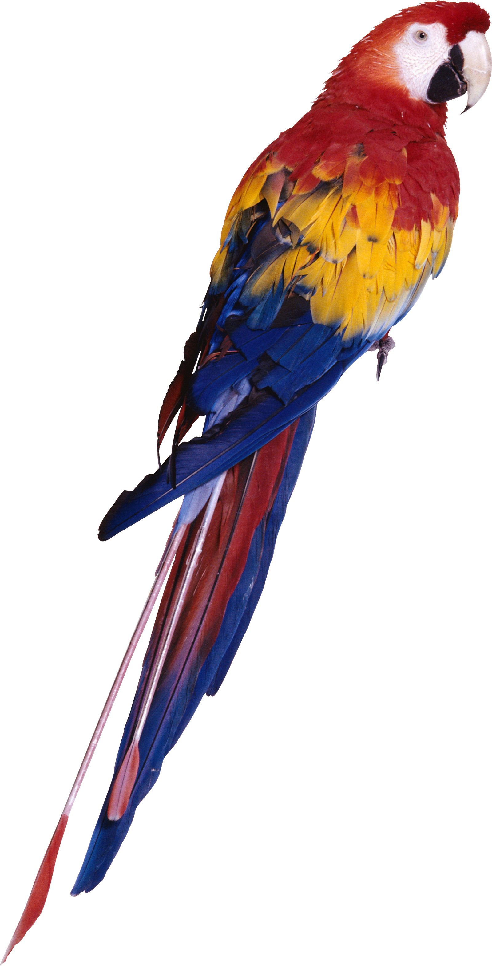 Browse And Parrot PNG Pictures  HD Free Download