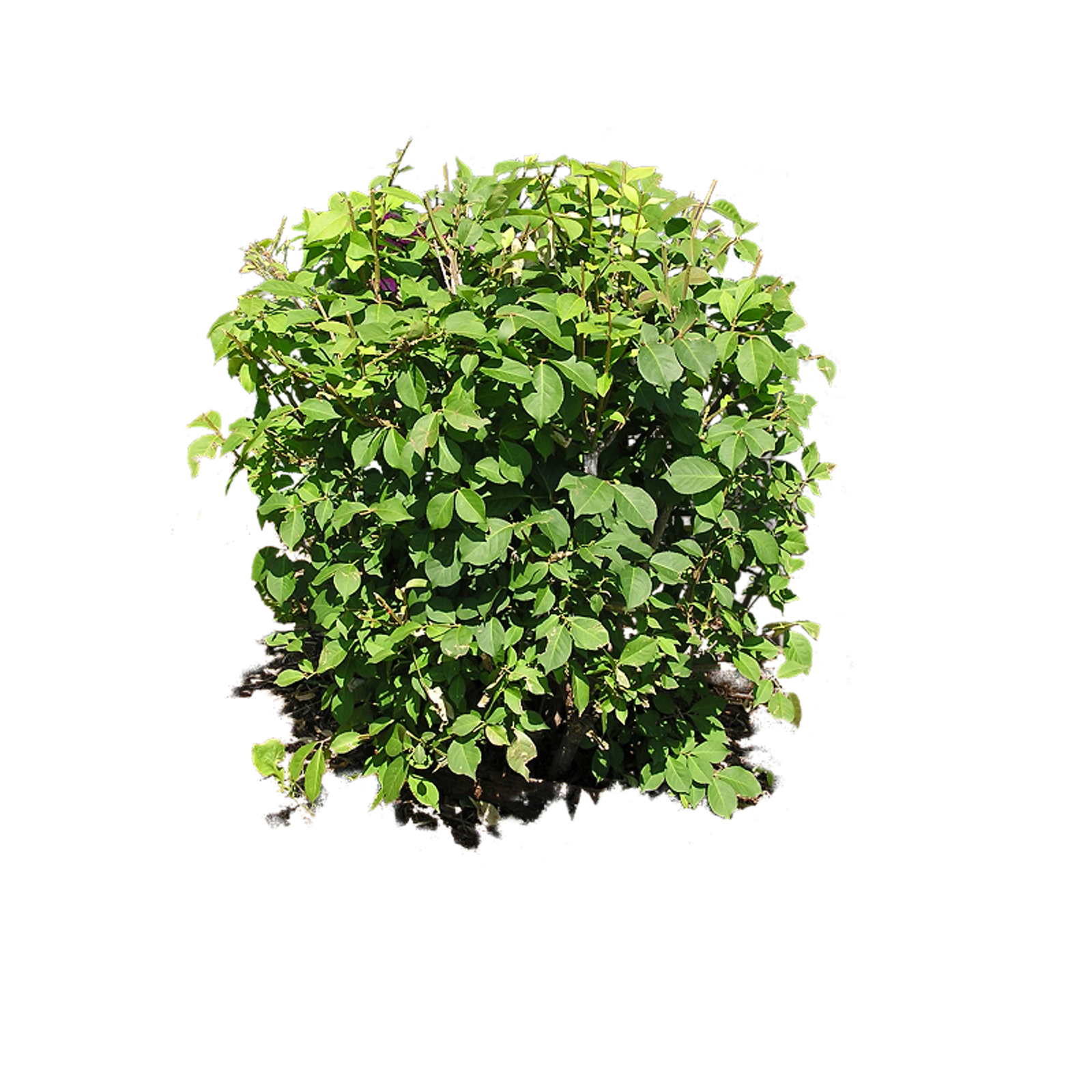 Bush Plant PNG Image Montage Pinterest Bush Plant HD Free Download