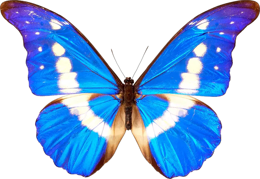Butterfly PNG Digitalwideresource Deviantart  HD Free Download