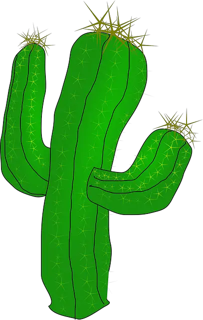 Cactus Desert Cacti Vector Graphic   HD Free Download