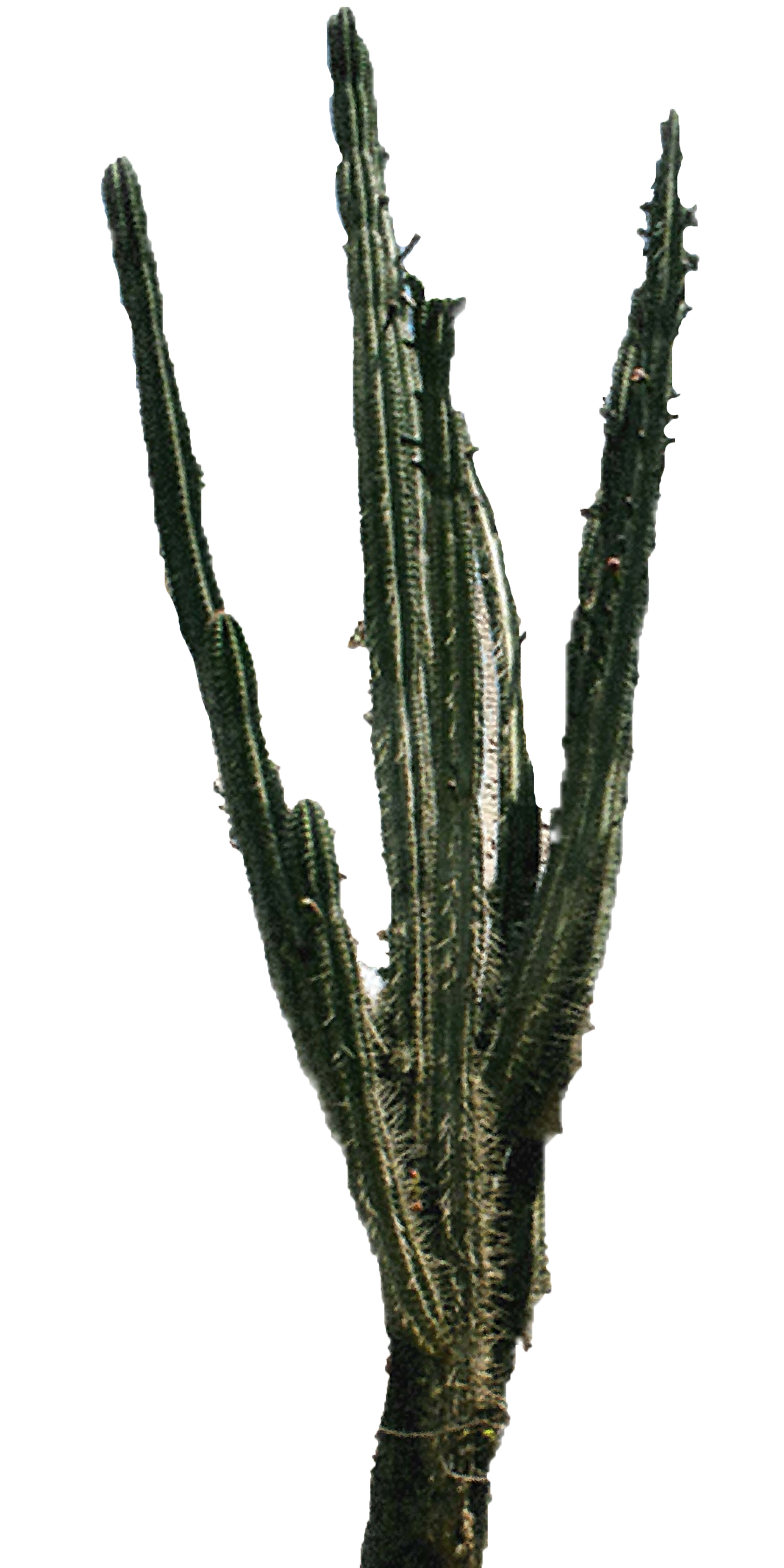 Cactus PNG Best Cactus PNG Clipartmagm  HD Free Download