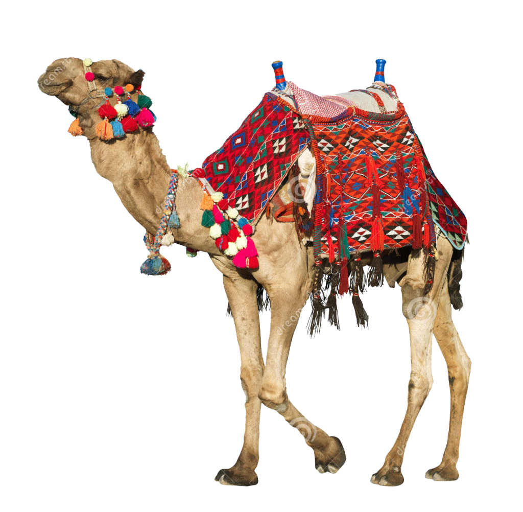 Camel Rajasthan Tour Complete Rajasthan Tour Rajasthan Tour  HD Free Download