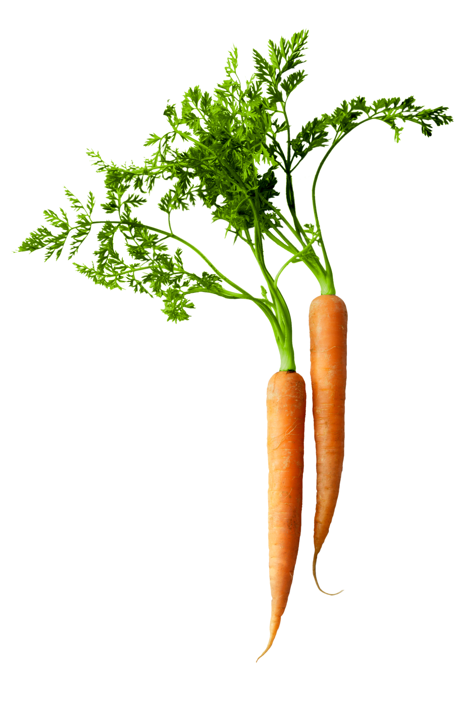 Carrot Nutrition  HD Free Download