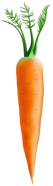 Carrot PNG Clip Art Image Gallery High  HD Free Download