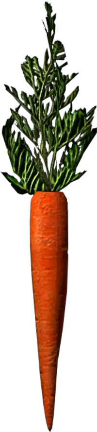 Carrot Skyrim The Elder Scrolls Wiki  HD Free Download