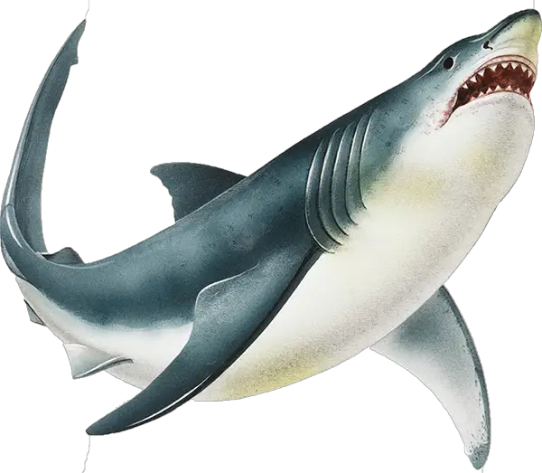 Cartoon Sharks Facts Habitats Squizzes HD Free Download