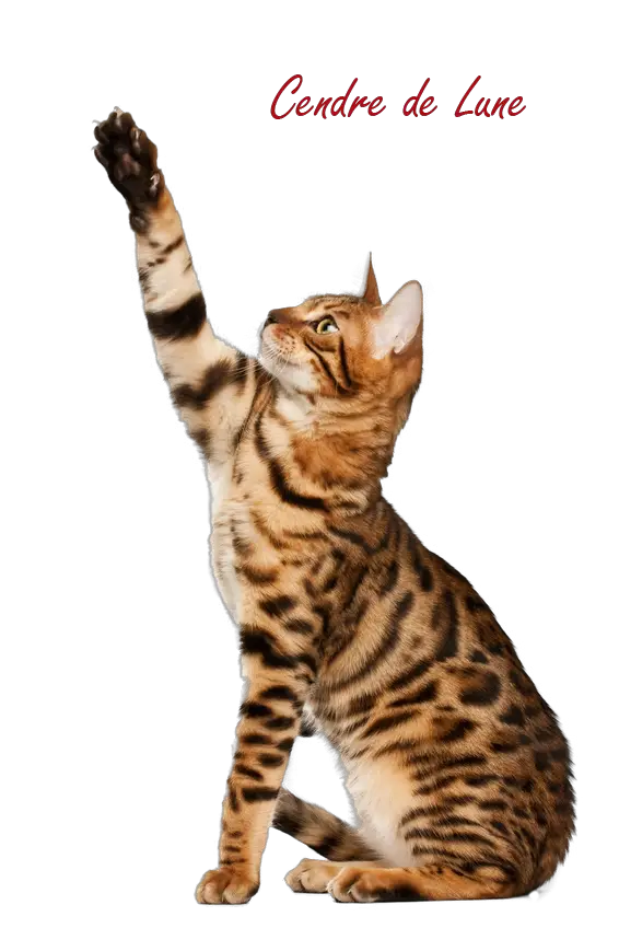 Cat Transparent Background Cendredelune Deviantart  HD Free Download