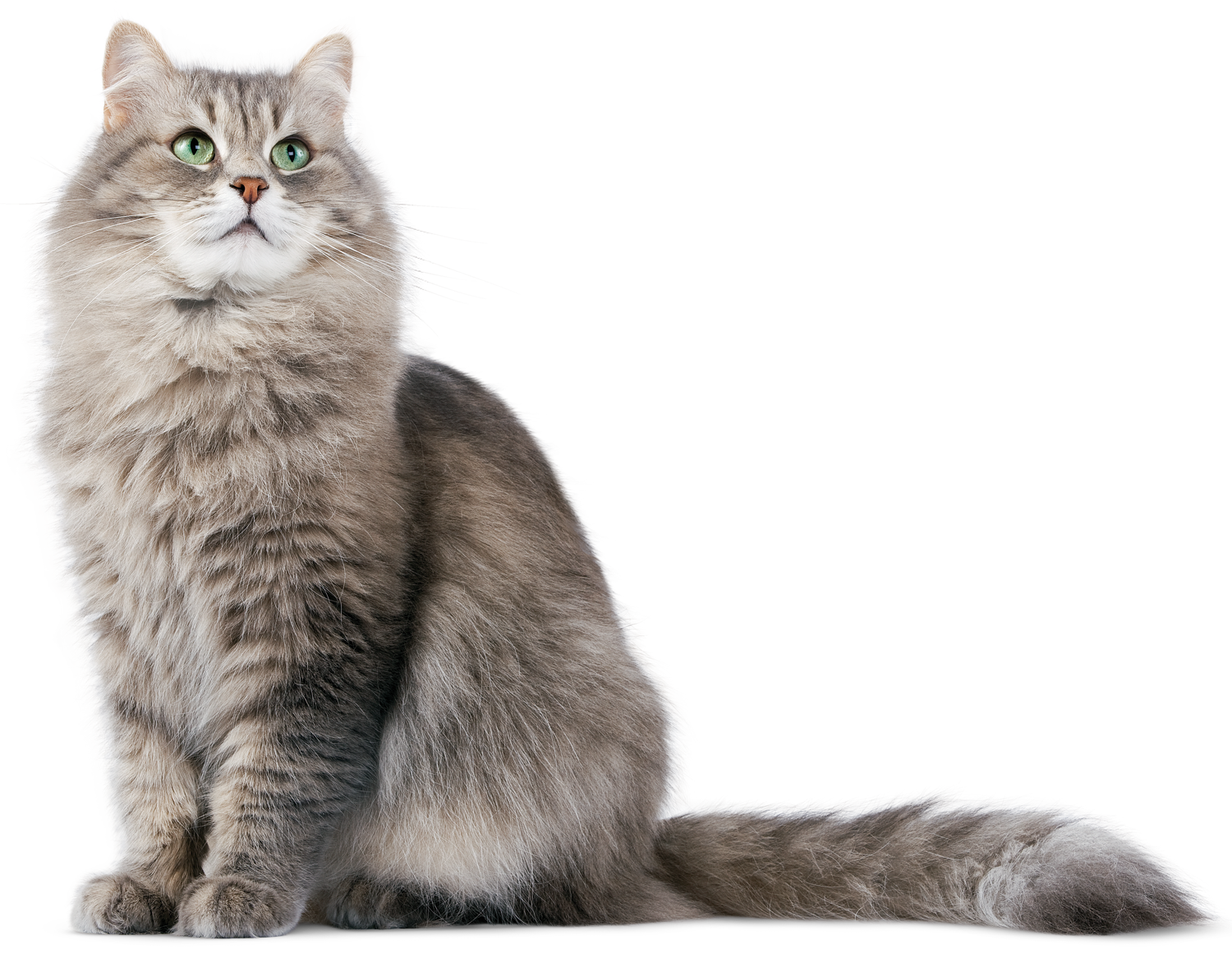Gray Fluffy Cat PNG  HD Free Download