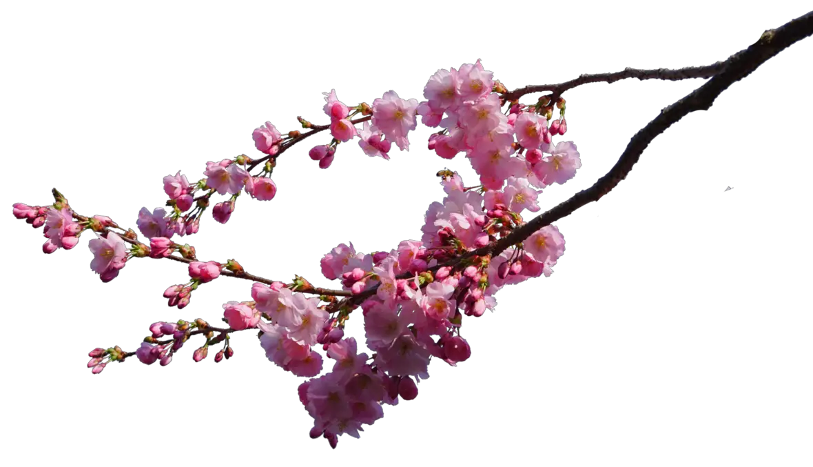 Cherry Blossom Branches PNG Astoko Deviantart  HD Free Download