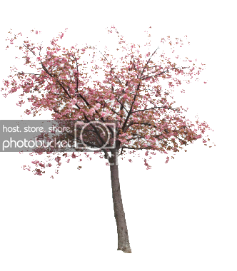 Cherry Blossom Growing Trees From Seed Practical Guide Growing  HD Free Download