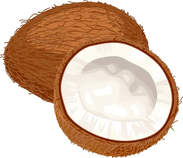 Coconut Clipart Cartoon Picture  HD Free Download