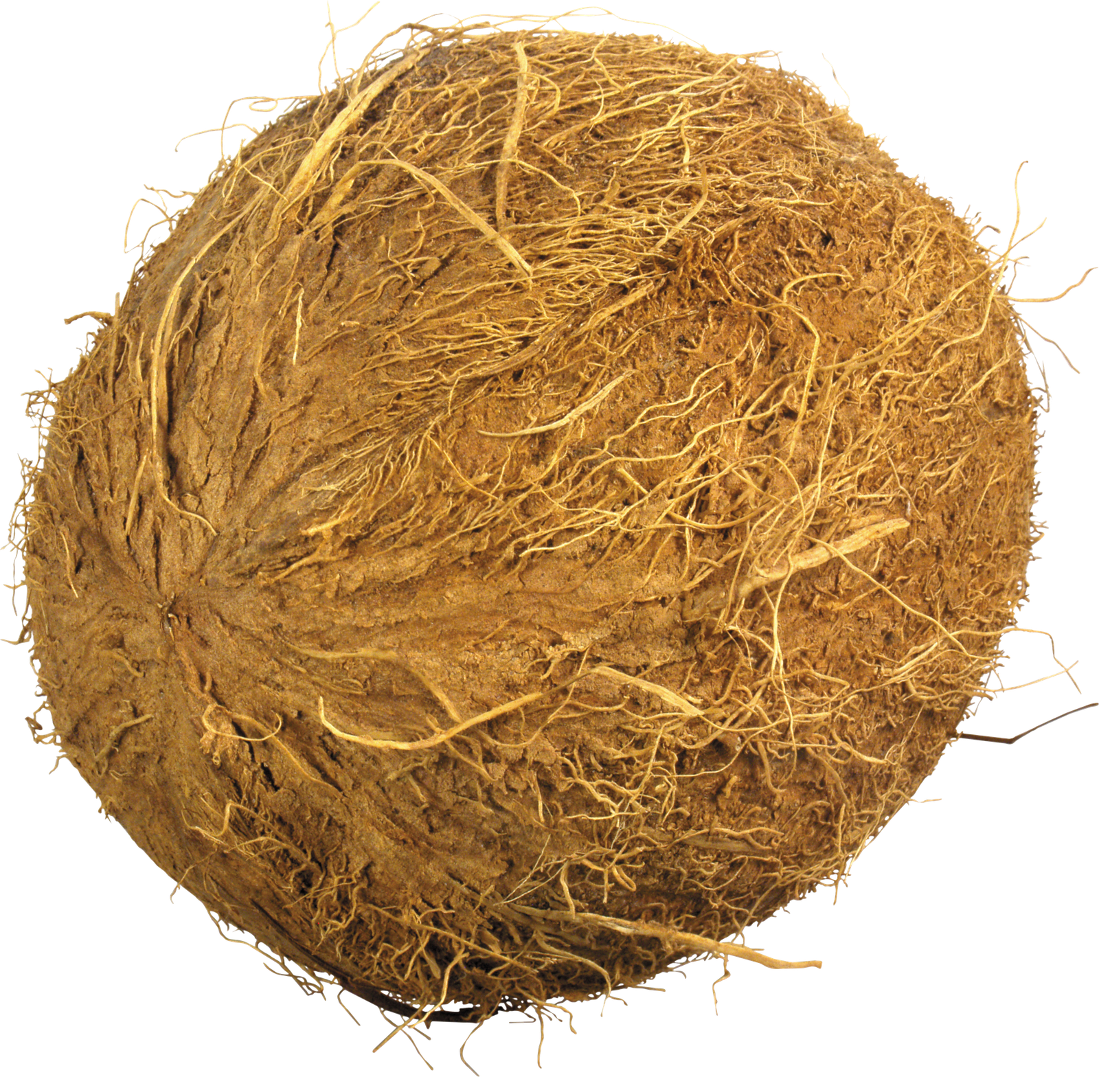 Coconut Images  HD Free Download