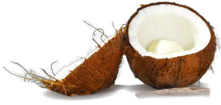 Coconut Transparent Images HD Free Download
