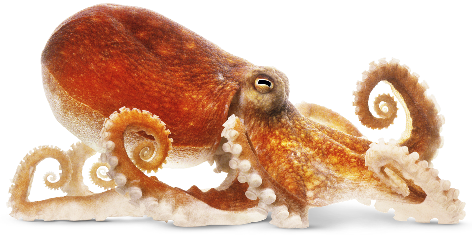 Common Octopus Facts About Octopuses Find Out HD Free Download