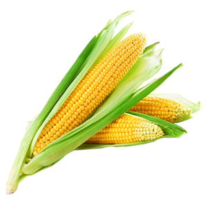 Corn  HD Free Download