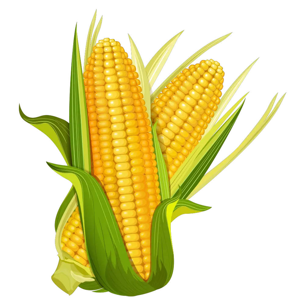 Corn The Best Mexican Fresh Produce For Global Exports  HD Free Download