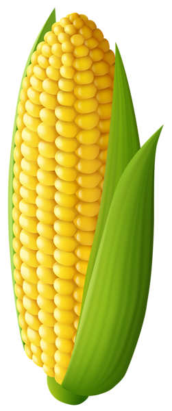 Corn Transparent PNG Clip Art Image Gallery   HD Free Download