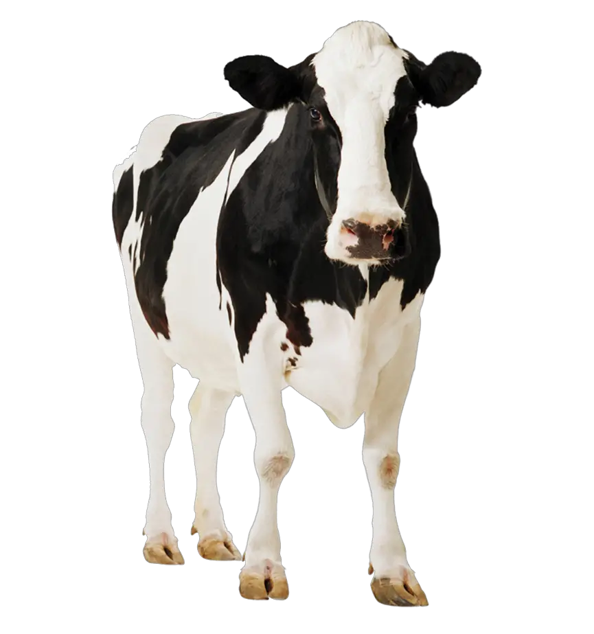 Cow PNG Kasirun Hasibuan Deviantart  HD Free Download