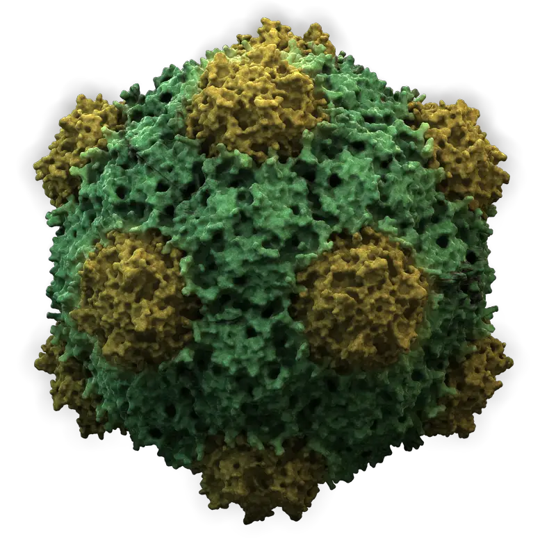 Cowpea Mosaic Virus Wikipedia HD Free Download