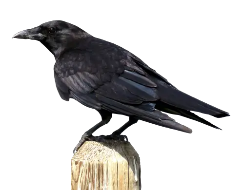 Real Crow On Tree Stalk PNG Transparent HD Free Download