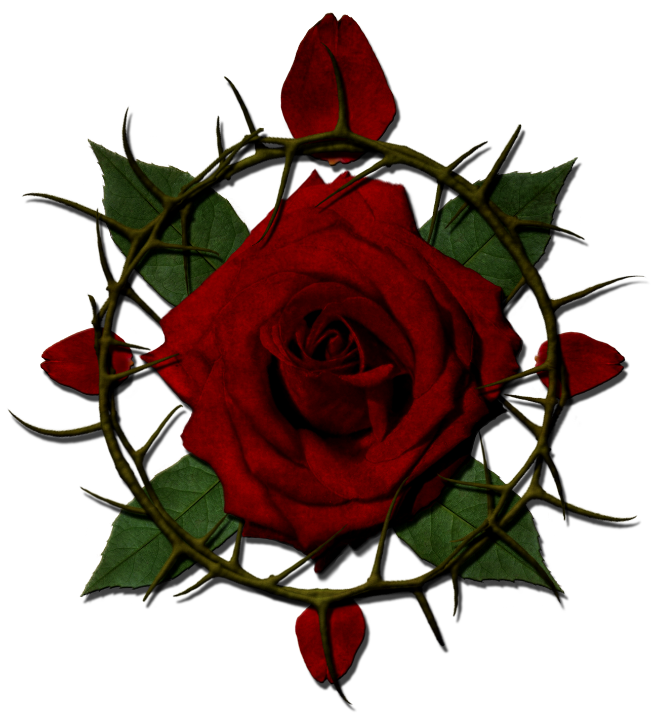 Crown Of Thorns Rose Thorns Compass Rose  HD Free Download