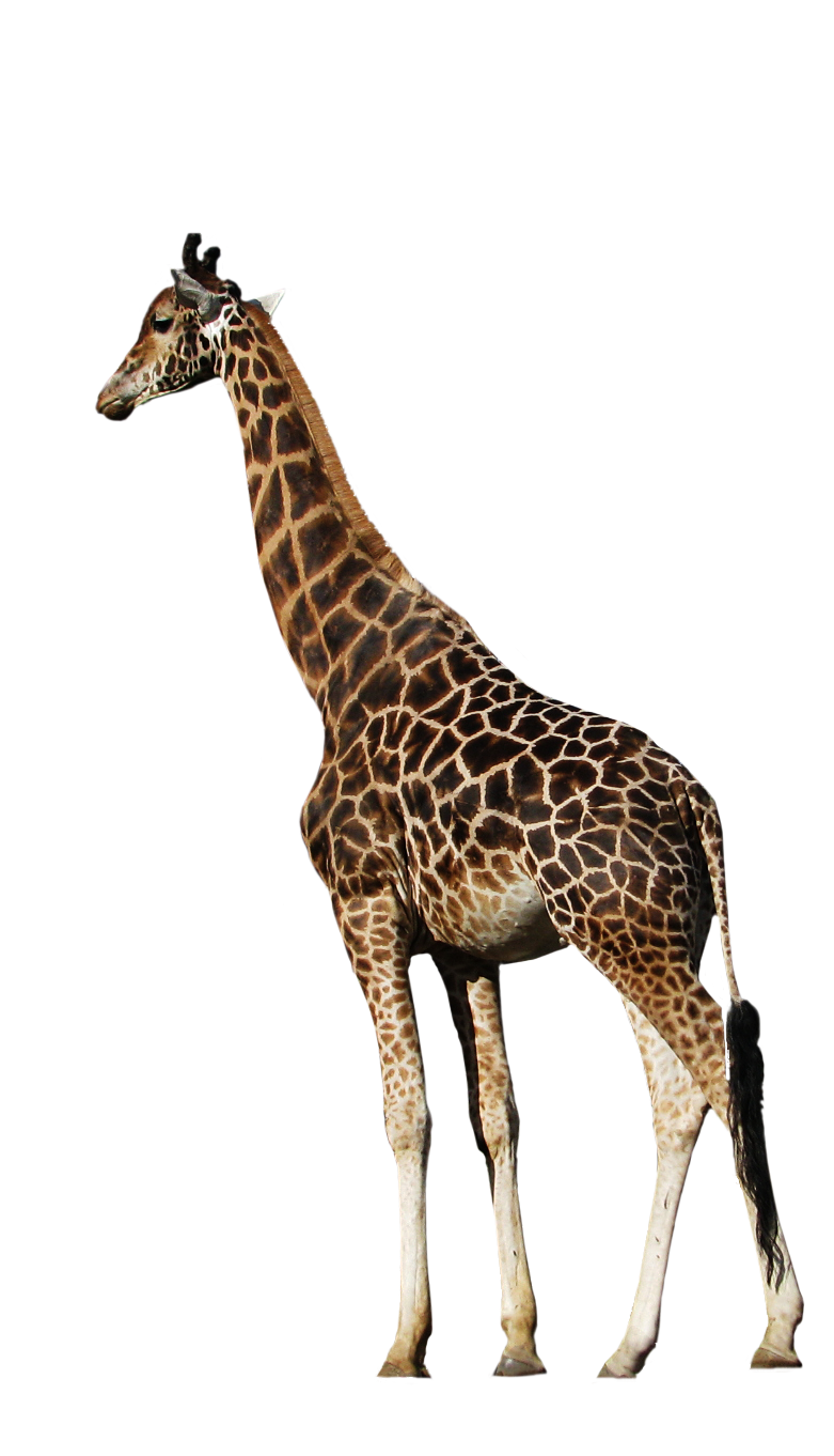 Cut Out PNG Peaceful Giraffe Momotte HD Free Download