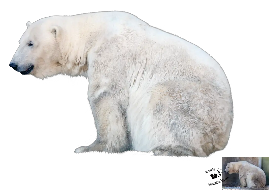 Cut Out PNG Polar Bear Momotte Deviantart  HD Free Download