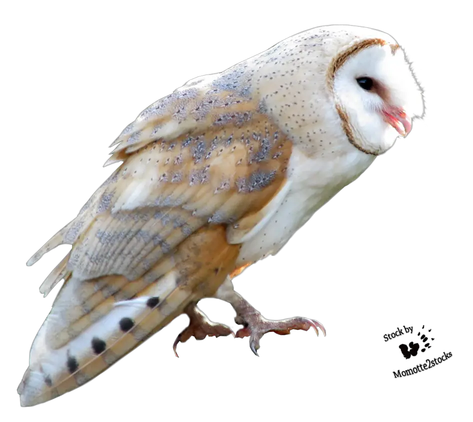 Cut Out PNG Sweet Barn Owl Momotte Deviantart  HD Free Download
