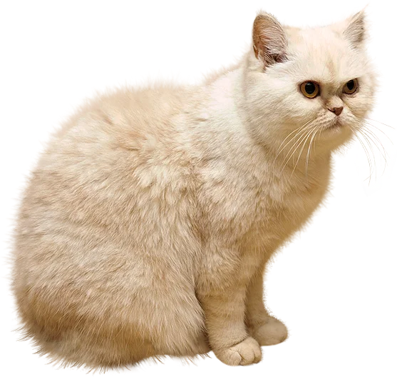 Cute Animals PNG Images  HD Free Download