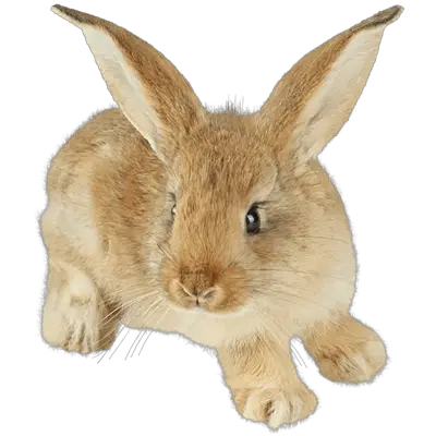 Cute Little Brown Rabbit Transparent PNG Stickpng  HD Free Download