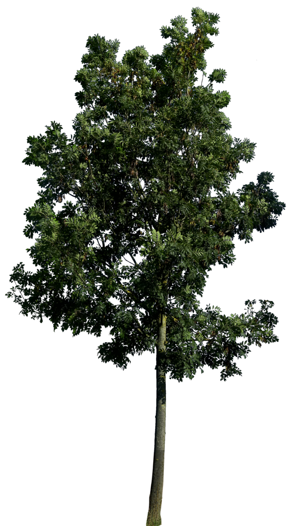 Dark Green Tree Background  HD Free Download