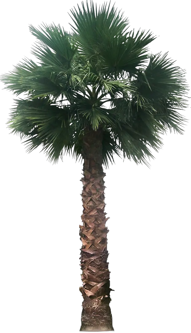 Date Plant Transparent Palm Tree Great Looking Desert Plants Desert  HD Free Download