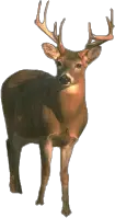 Deer Tux Paint Stamp Browser Animals  HD Free Download