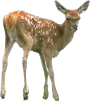 Deer Tux Paint Stamp Browser Animals  HD Free Download